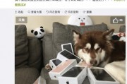 娱乐圈吃瓜小狗小说在线阅读,吃瓜小狗的甜蜜复仇之旅