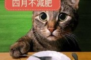 娱乐吃瓜酱猫打翻电视,引发网友热议